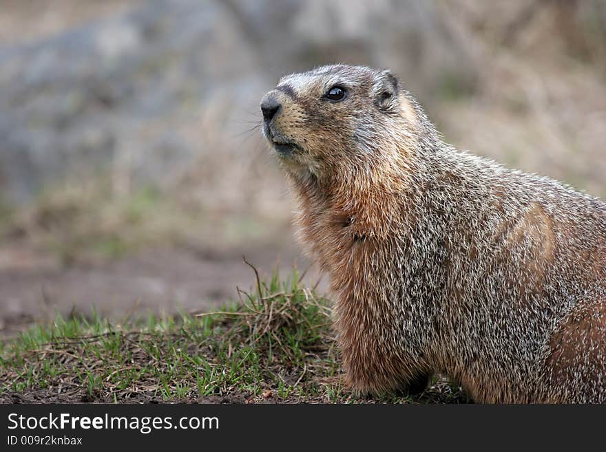 Yellow bellied marmot in yellowstone national park, wyoming.