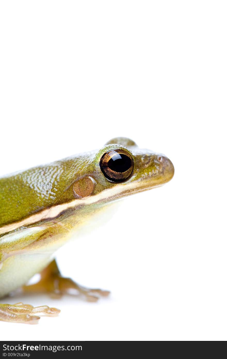 Green tree frog on white, from the side. macro with limited depth of field, focus on eye.