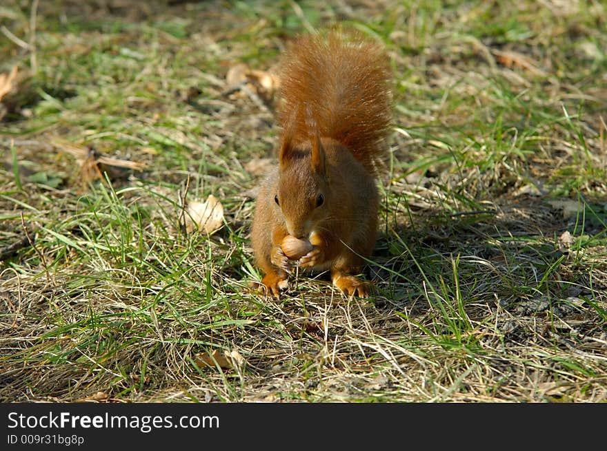 Red squirrel