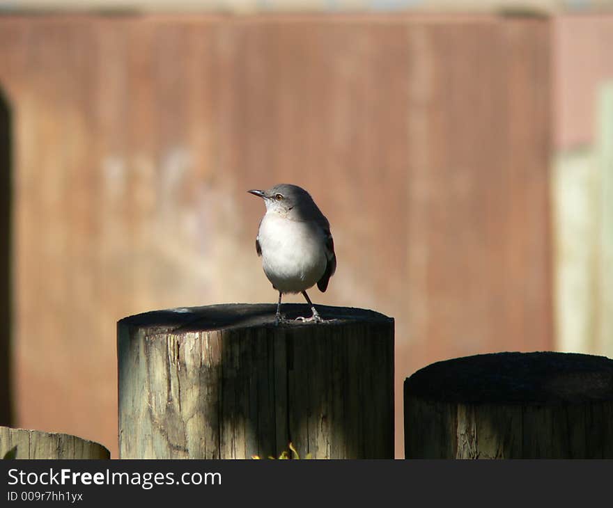 Bird On A Fence