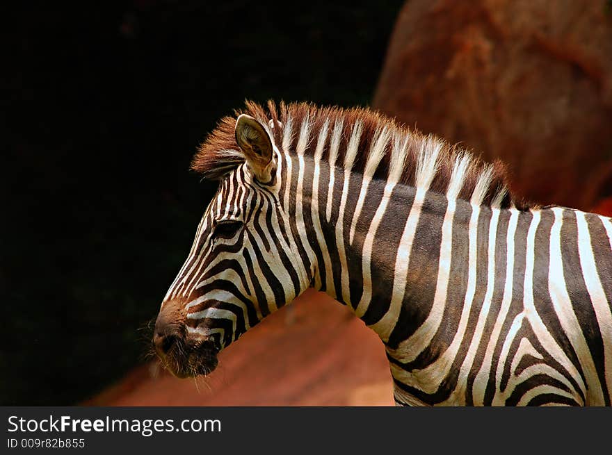 Trotting Zebra