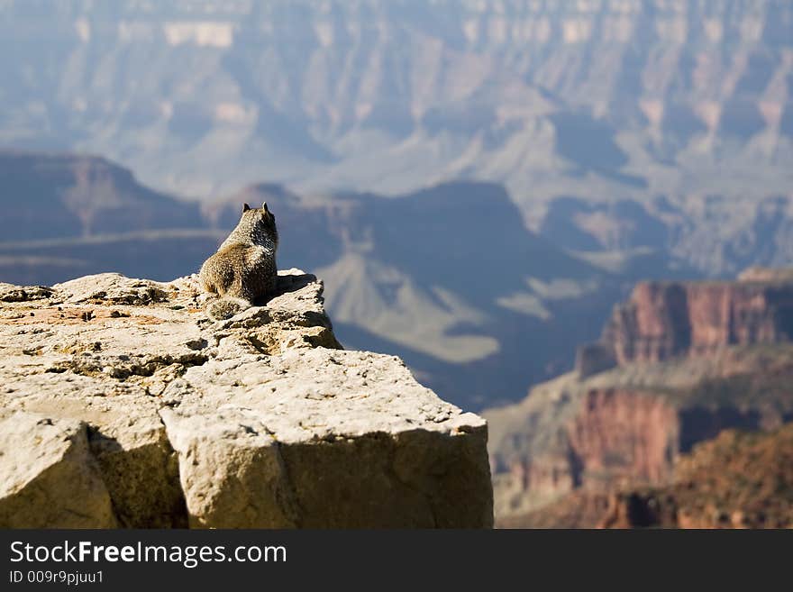 Canyon denizen stops to enjoy the view