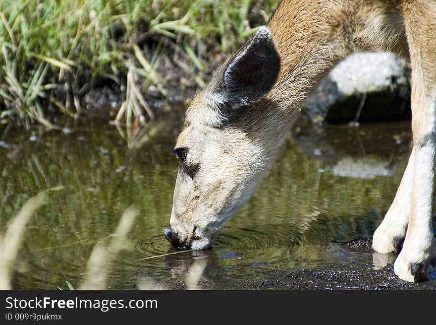 Mule Deer gets a drink of water from a puddle. Mule Deer gets a drink of water from a puddle