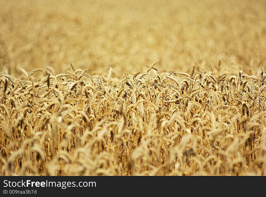 Field of ripe wheat