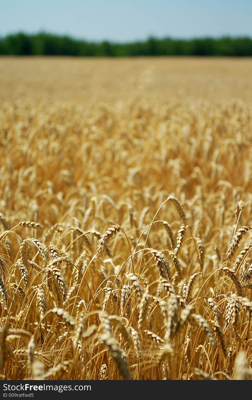 Field of ripe wheat