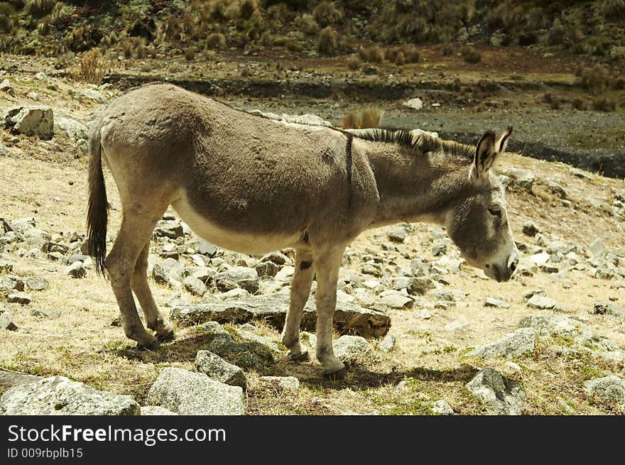 Alone donkey in Cordilleras mountain