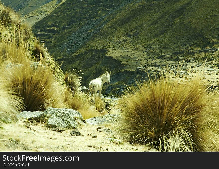 White funny donkey in mountain. White funny donkey in mountain