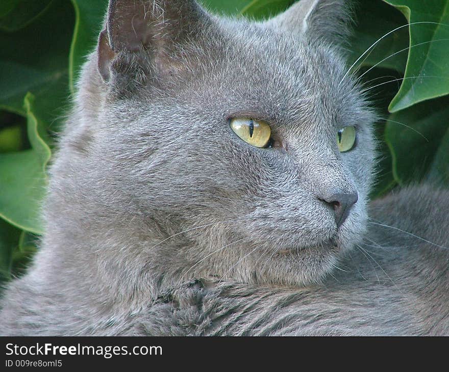 Portrait of gray cat on green background. Portrait of gray cat on green background