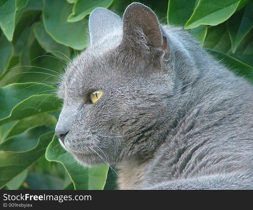 Portrait of gray cat on green background. Portrait of gray cat on green background