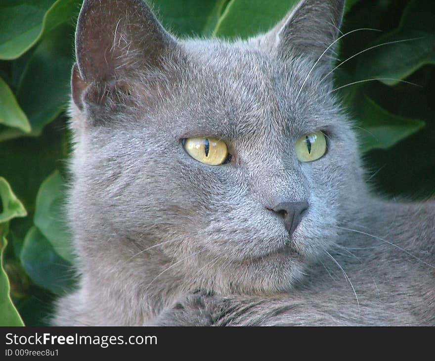 Portrait of gray cat on green background. Portrait of gray cat on green background