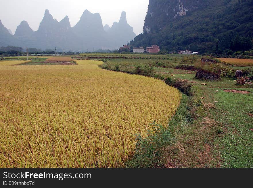 Padi Field