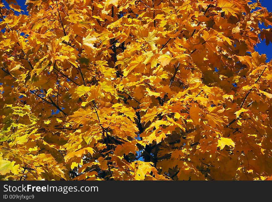 Crone of a maple in the autumn on a background of the blue sky