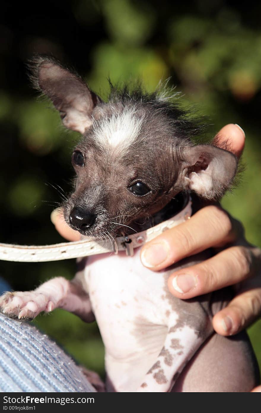 Small animal Chihuahua puppy dog.