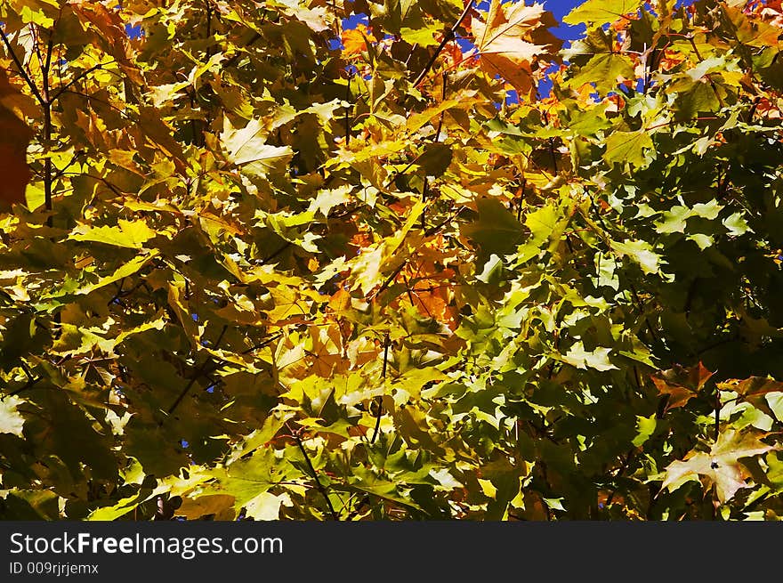 Crone of a maple in the autumn on a background of the blue sky