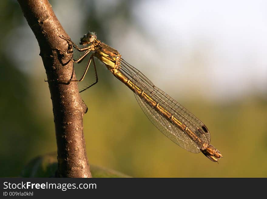 Damselfly sitting on a branch