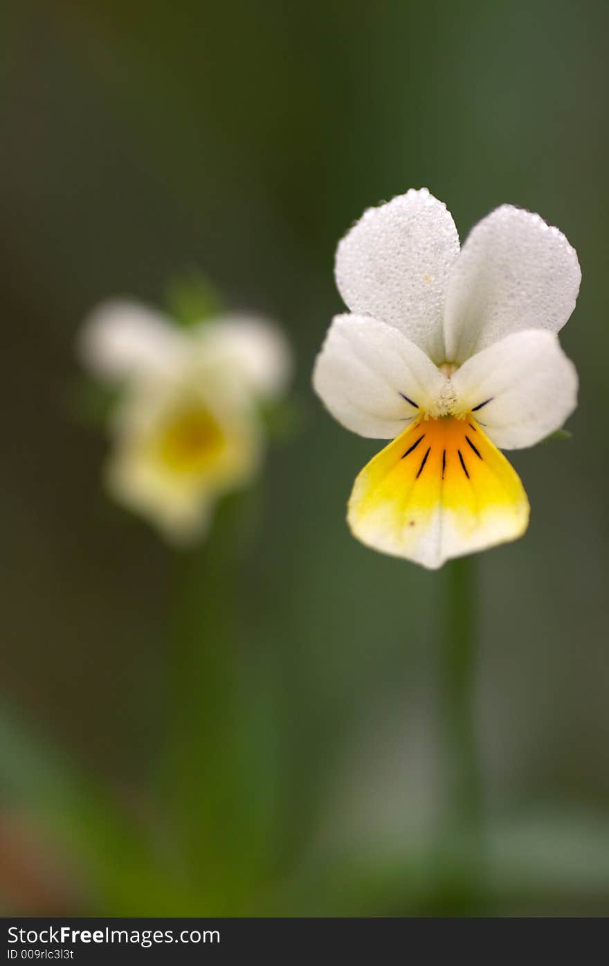 White and yellow pansies, with small depth of field. White and yellow pansies, with small depth of field