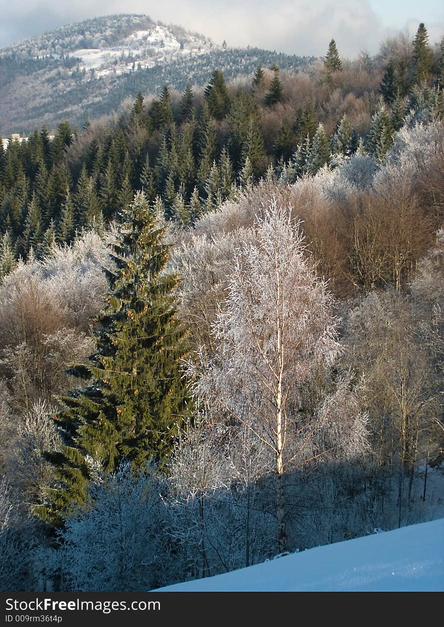 Winter mountain landscape with bright rime trees on a forefront and beech and fir rime forest behind (vertical). Winter mountain landscape with bright rime trees on a forefront and beech and fir rime forest behind (vertical)