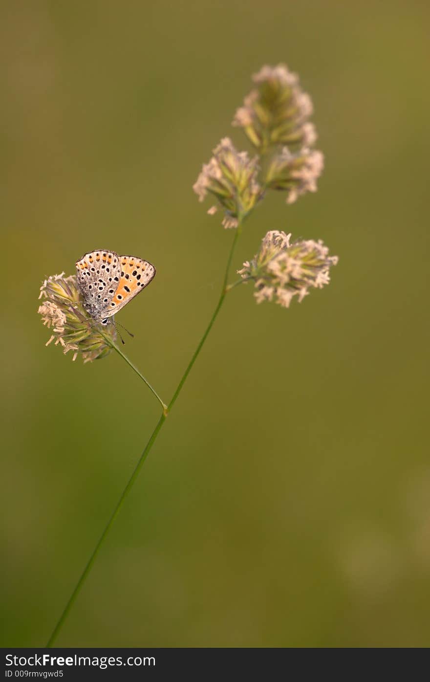 Butterfly