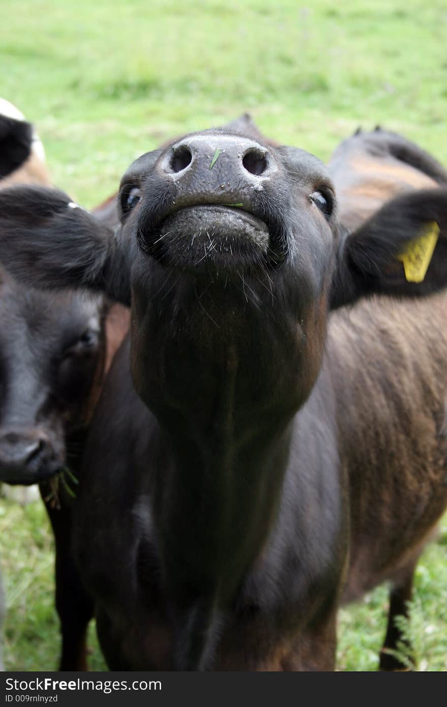 A cow with the main focus on the nose area. A cow with the main focus on the nose area