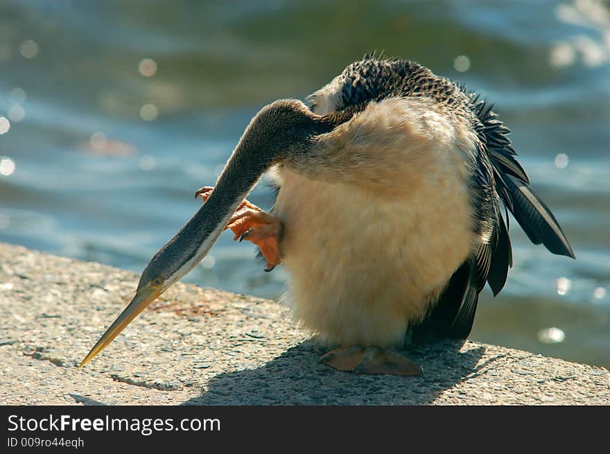 Sea Bird On Hot Pavement Next To Water