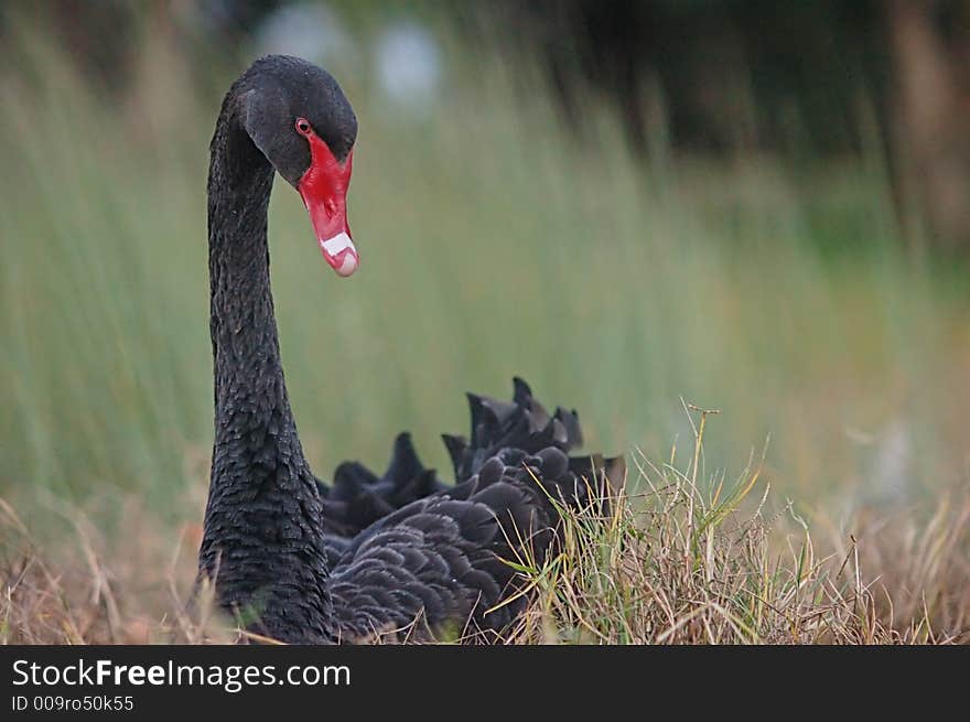 Black Swan with red beak nesting on green grass next to swan river. Black Swan with red beak nesting on green grass next to swan river