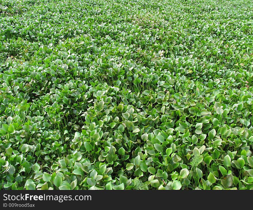 A monochromatic shoot of generic vegetation at the lake of suchitoto. A monochromatic shoot of generic vegetation at the lake of suchitoto