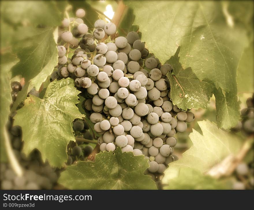 Cluster of grapes tucked in a grape vine. Cluster of grapes tucked in a grape vine