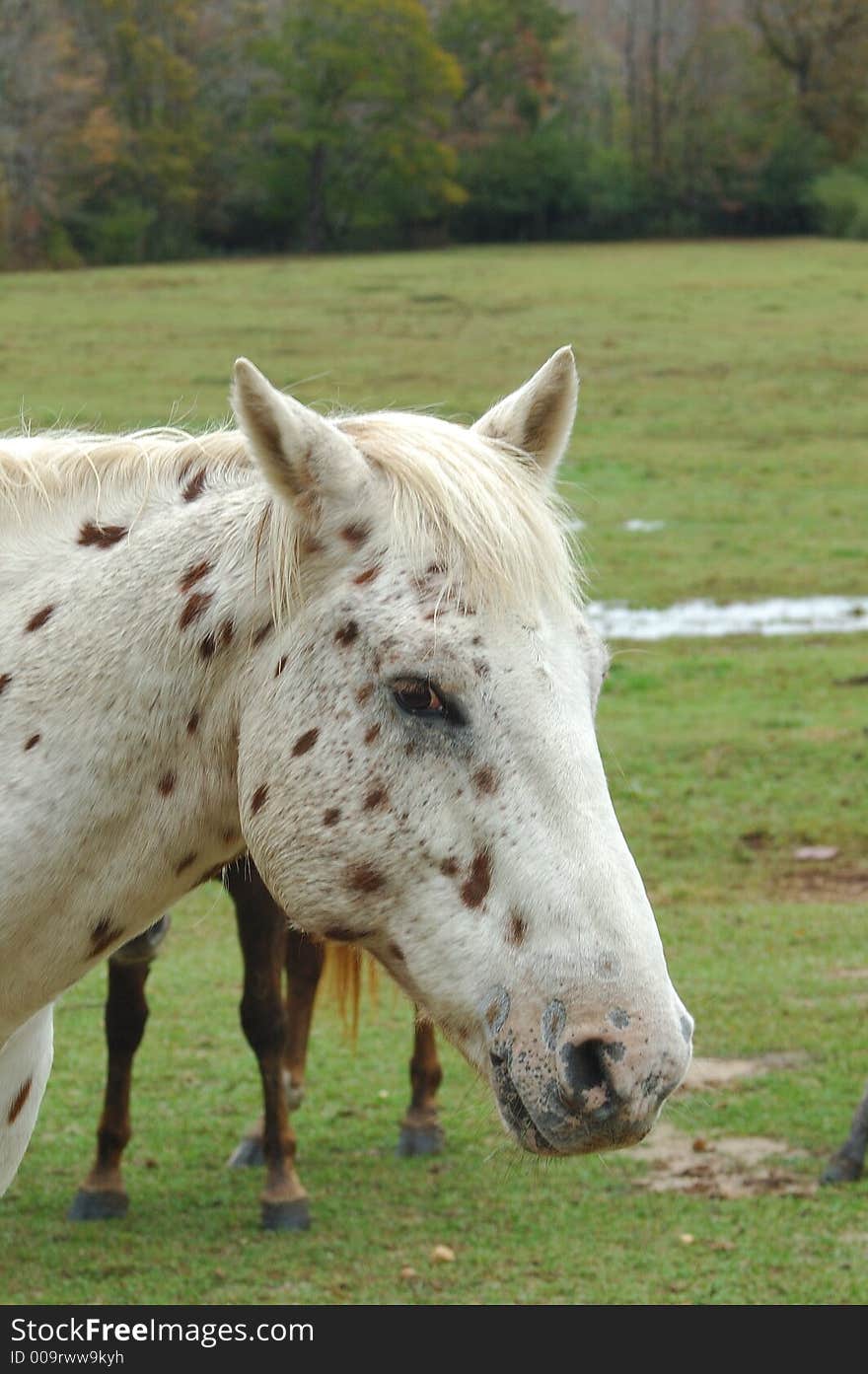 Head shot of spotted american horse. Head shot of spotted american horse