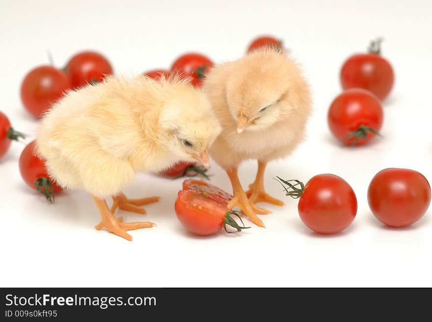 couple of chickens are eating tomatoes. couple of chickens are eating tomatoes