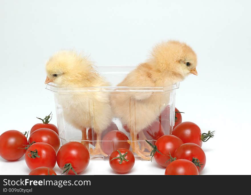 Chickens are watching tomatoes on white background