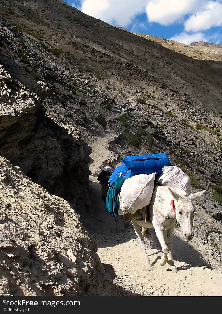 Mule used in a himalyan trekking. Ladakh, India. Mule used in a himalyan trekking. Ladakh, India.