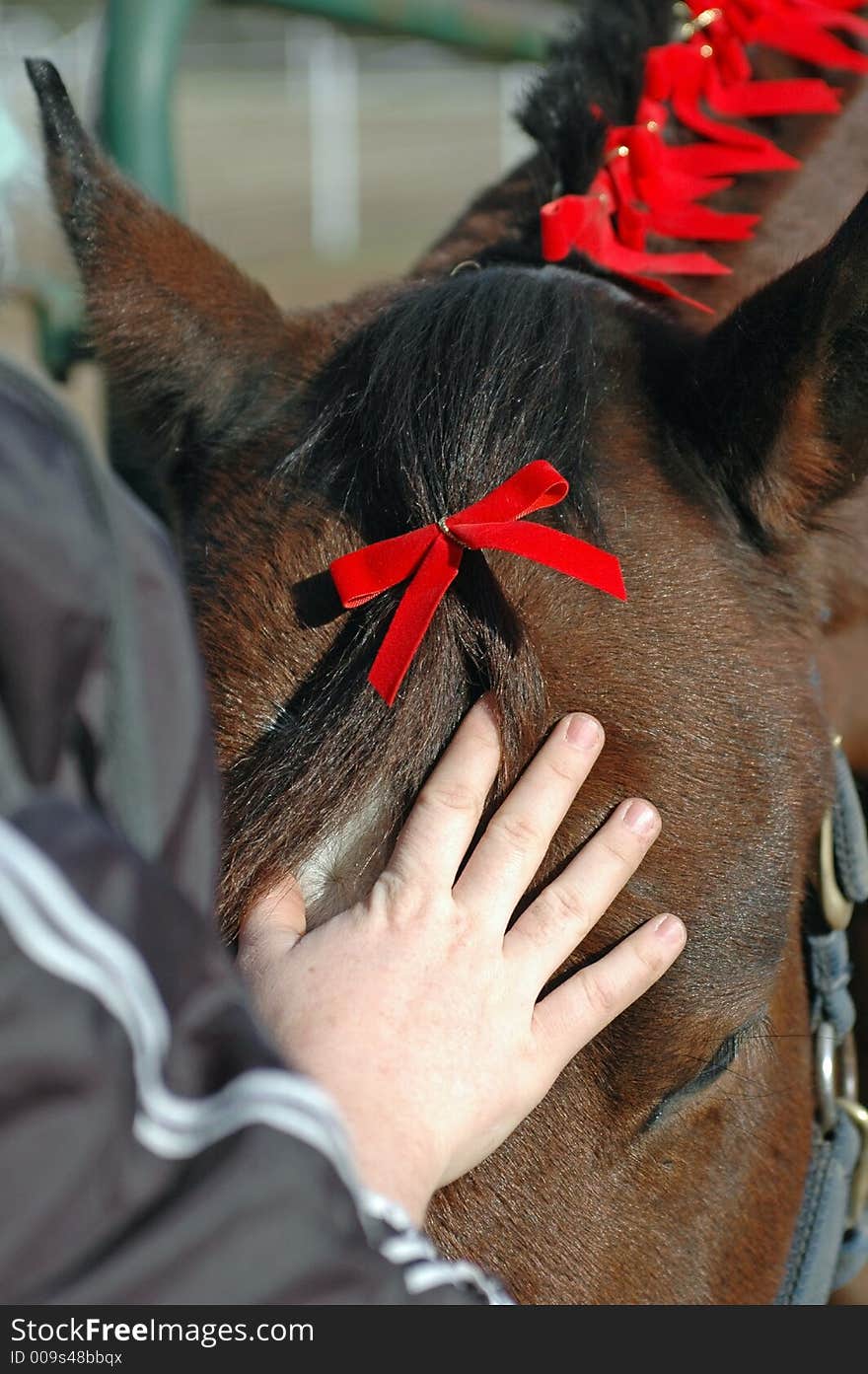 Hand on horse's face while putting Christmas bows on his mane and forelock for Christmas attire. Hand on horse's face while putting Christmas bows on his mane and forelock for Christmas attire.