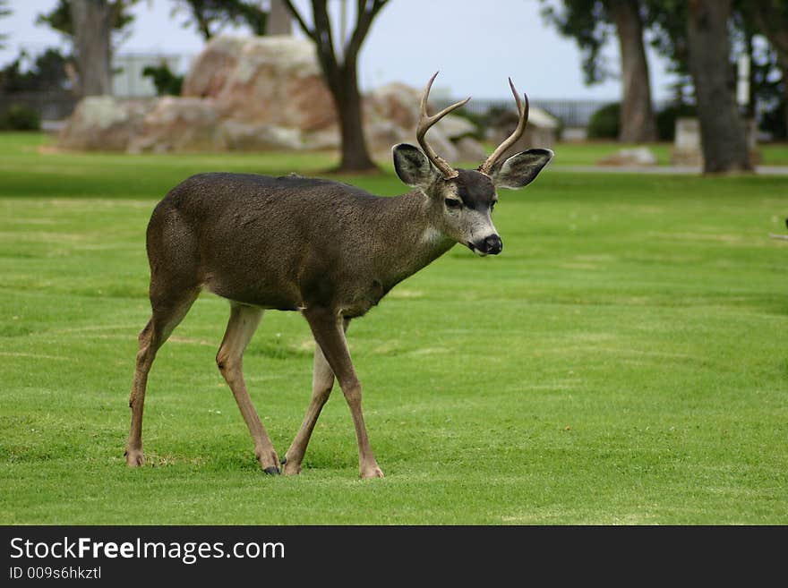 A Buck walks along in a cemetery in Pacific Grove, California. A Buck walks along in a cemetery in Pacific Grove, California