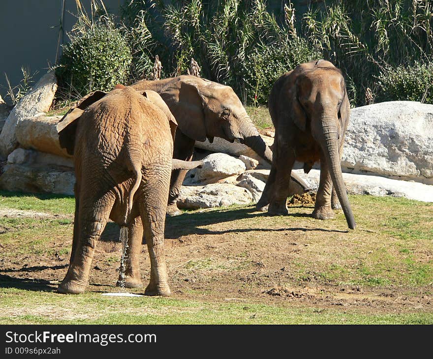 Elephant peeing at the Montgomery Zoo