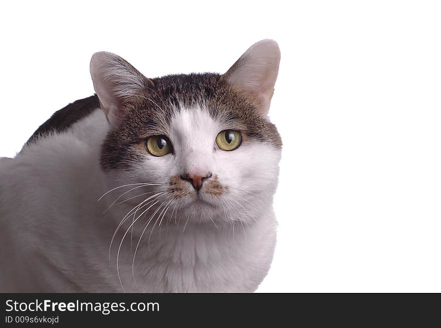 An adorable cat isolated against a white background. An adorable cat isolated against a white background.