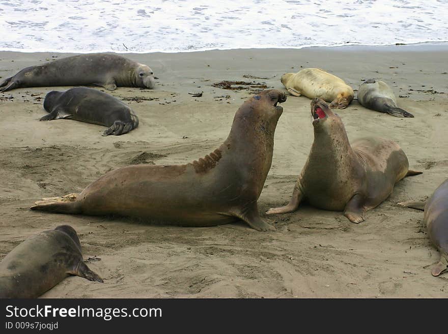 Fighting Elephant Seals