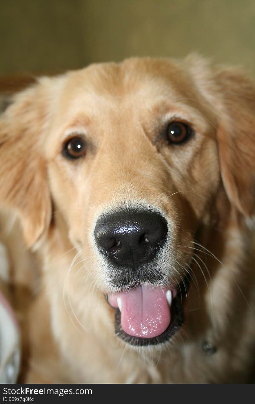 A  close up of a happy golden retriever. A  close up of a happy golden retriever