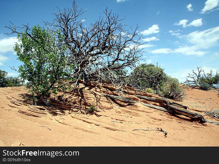 Trees in Canyon land National Park. Trees in Canyon land National Park