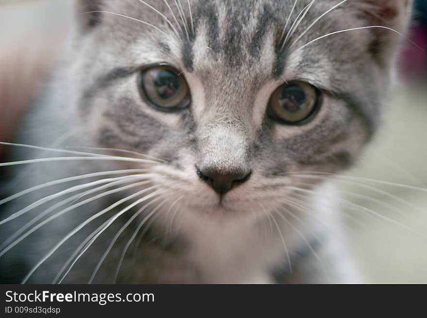 Detail - close up of kittens face looking curiously at something