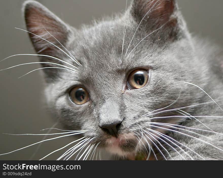 Detail - close up of kittens face looking curiously at something