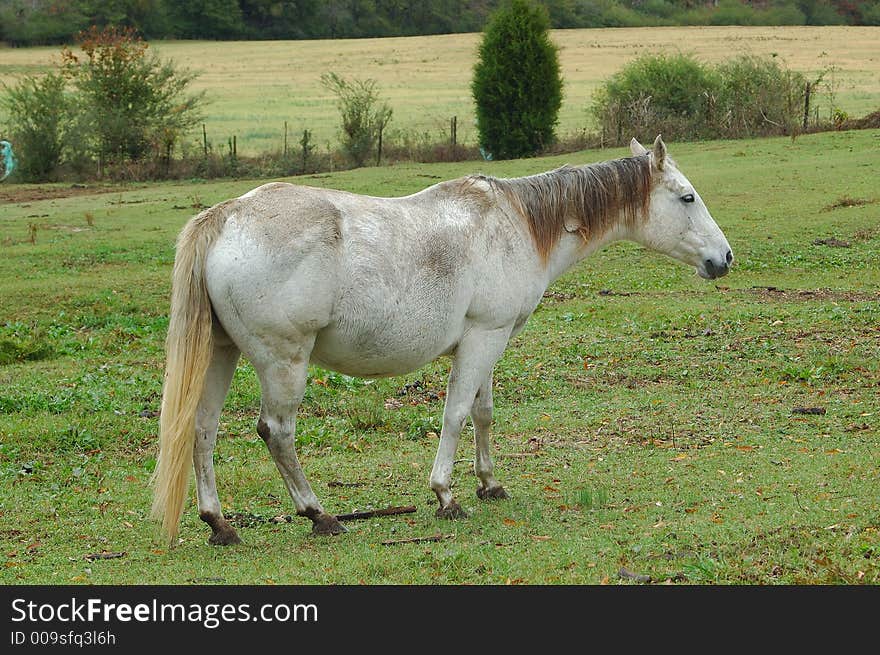 Typical gray mare in pasture with dark mane. Typical gray mare in pasture with dark mane