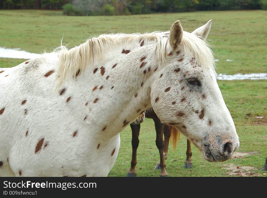 Side shot of apaloosa type spotted horse. Side shot of apaloosa type spotted horse.