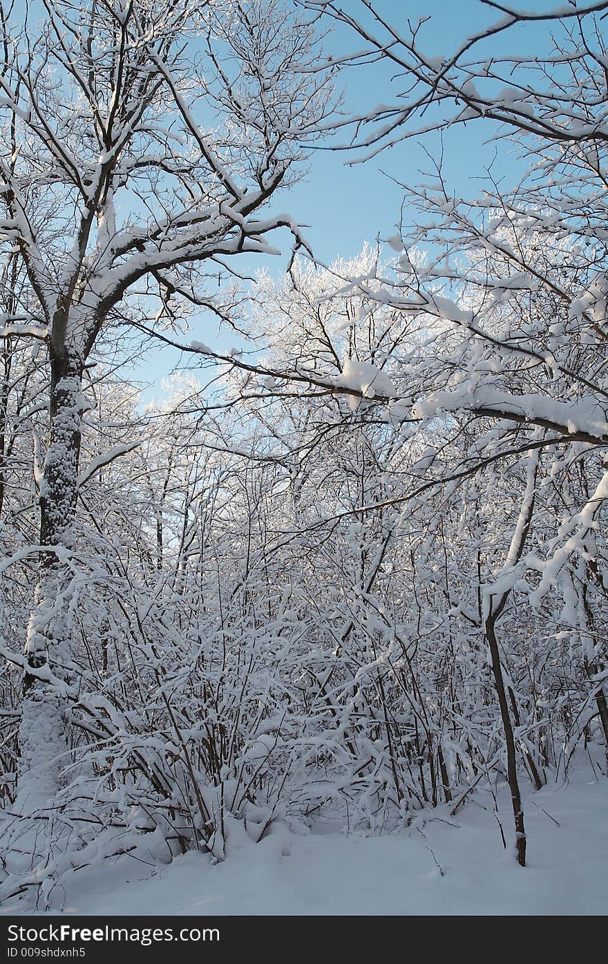 Winter forest