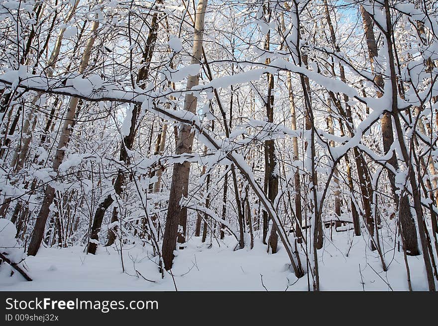 Trees in snow in winter, Russia. Trees in snow in winter, Russia