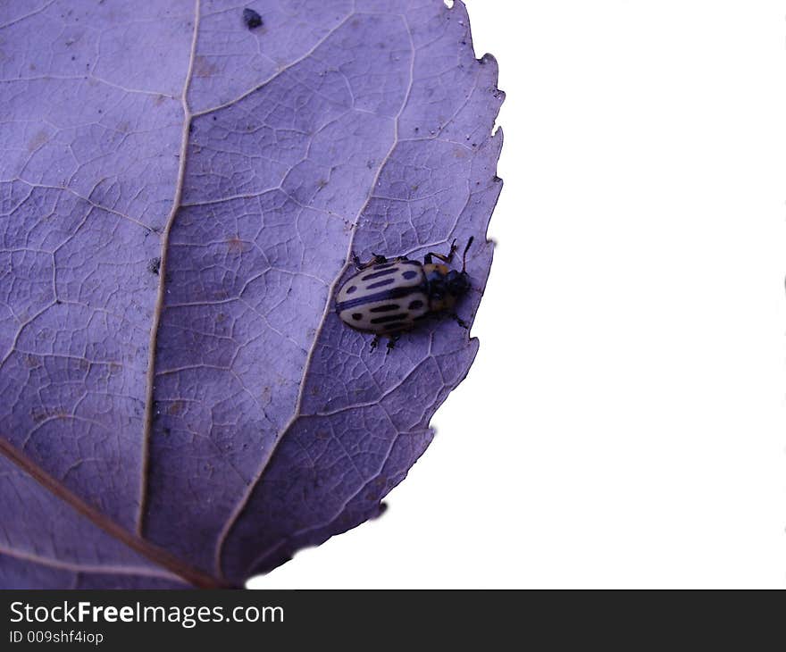 Beetle wandering around on a cottonwood tree leaf. Beetle wandering around on a cottonwood tree leaf