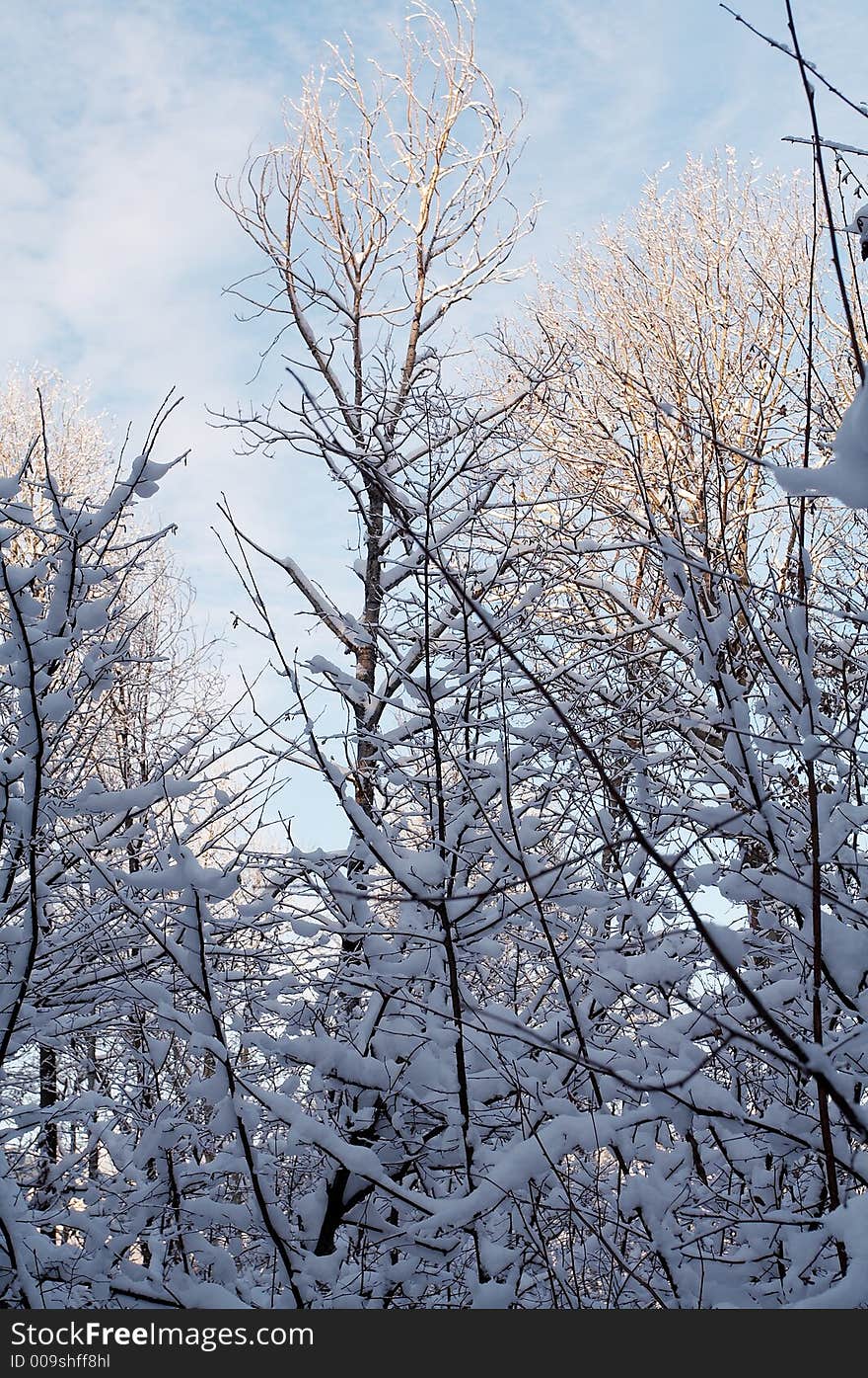 Trees in snow in winter, Russia. Trees in snow in winter, Russia