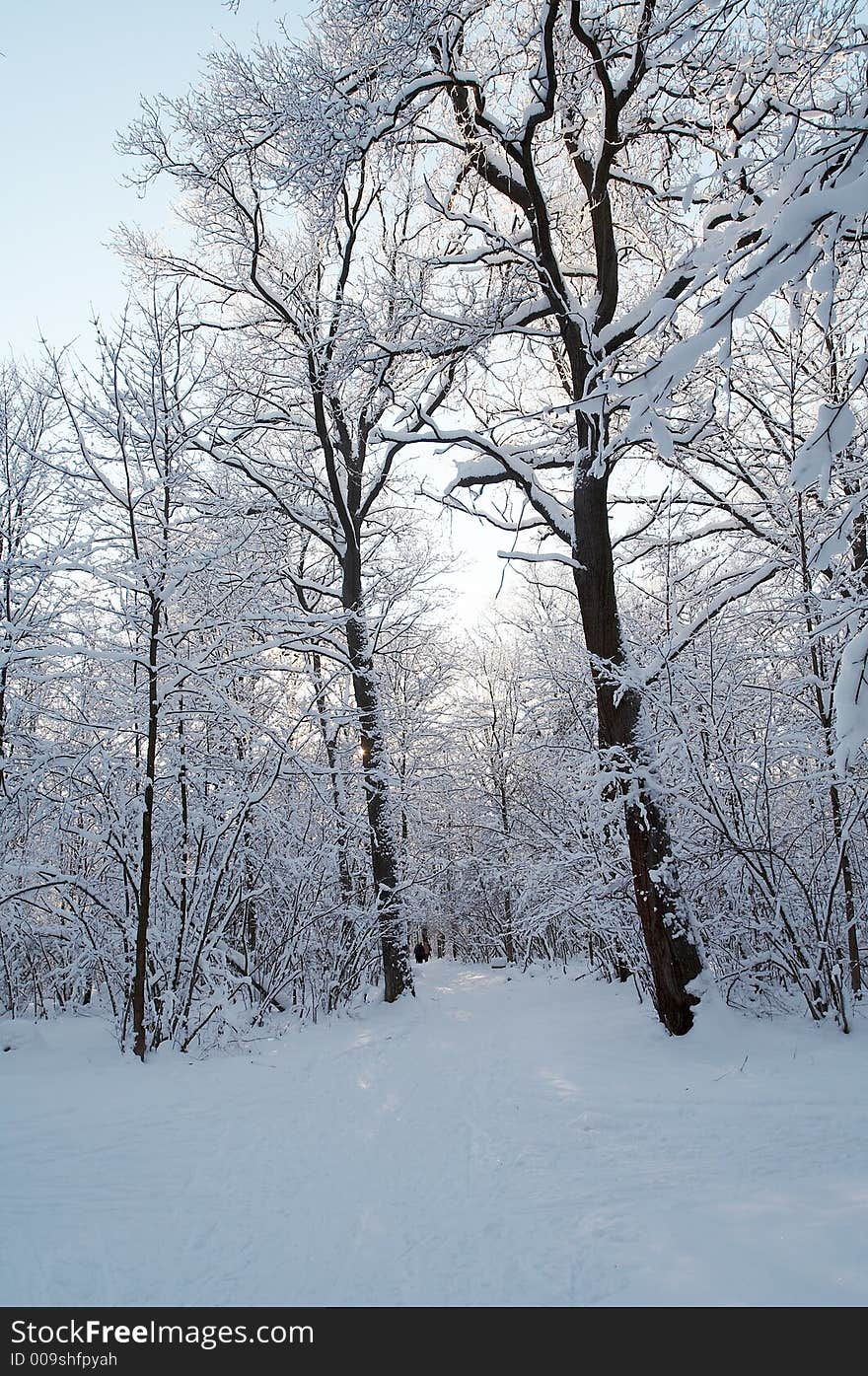 Winter Forest