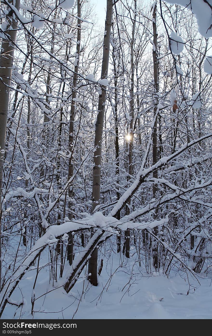 Trees in snow in winter, Russia. Trees in snow in winter, Russia