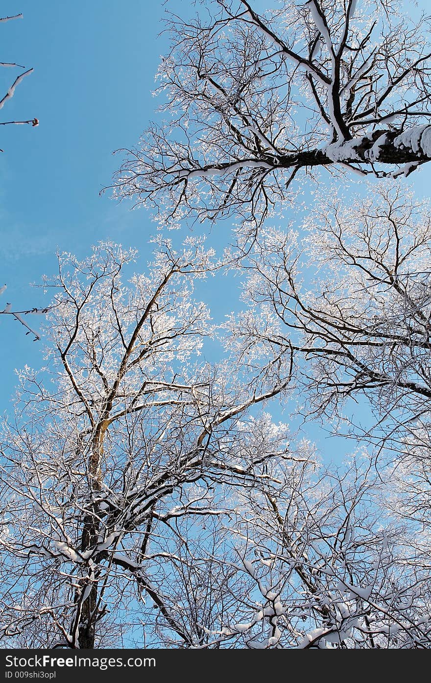 Winter forest