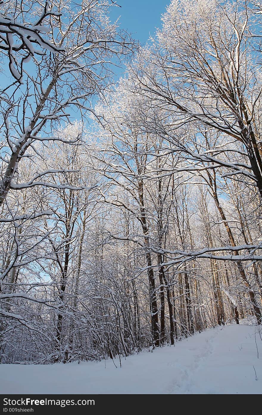 Winter Forest